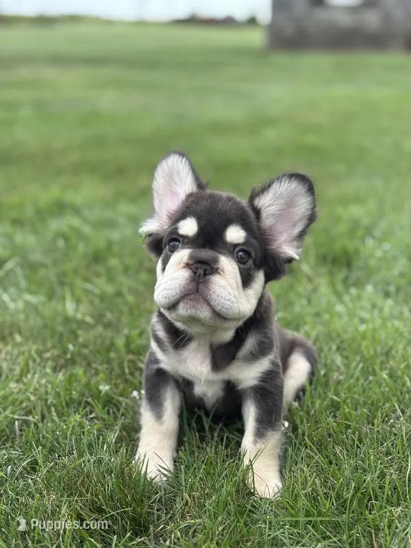 Bradley AKC Fluffy  – French Bulldog puppy for sale in Shipshewana, IN