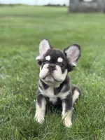 Bradley AKC Fluffy , a male French Bulldog for sale in Shipshewana, IN – 1 of 6
