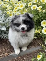 Buster, a male Pomeranian for sale in Shipshewana, IN – 1 of 3