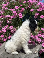 Eric, a male Poodle - Miniature  for sale in Shipshewana, IN – 3 of 3