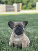 Happy Fluffy Health Clear, a female French Bulldog for sale in Shipshewana, IN – 3 of 3