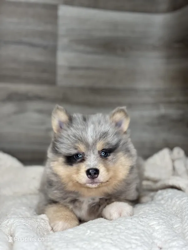 Patrick – Pomsky puppy for sale in Shipshewana, IN