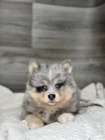 Patrick, a male Pomsky for sale in Shipshewana, IN – 1 of 3
