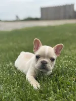 Evan , a male French Bulldog for sale in Shipshewana, IN – 1 of 4