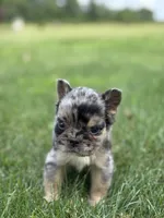 Bryson AKC Fluffy, a male French Bulldog for sale in Shipshewana, IN – 2 of 3