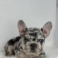 Pam, a female French Bulldog for sale in Shipshewana, IN – Photo 2 of 4