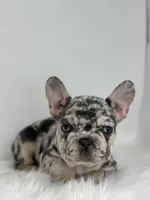 Pam, a female French Bulldog for sale in Shipshewana, IN – Photo 2 of 4