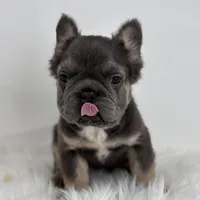Preston, a male French Bulldog for sale in Shipshewana, IN – Photo 4 of 5