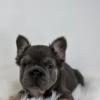 Preston, a male French Bulldog for sale in Shipshewana, IN – Photo 3 of 5