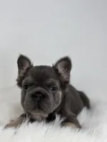 Preston, a male French Bulldog for sale in Shipshewana, IN – Photo 3 of 5