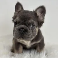 Preston, a male French Bulldog for sale in Shipshewana, IN – Photo 2 of 5