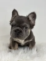 Preston, a male French Bulldog for sale in Shipshewana, IN – Photo 2 of 5