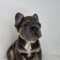 Preston, a male French Bulldog for sale in Shipshewana, IN – Photo 1 of 5