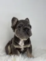 Preston, a male French Bulldog for sale in Shipshewana, IN – Photo 1 of 5