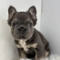 Preston, a male French Bulldog for sale in Shipshewana, IN – Photo 5 of 5