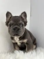 Preston, a male French Bulldog for sale in Shipshewana, IN – Photo 5 of 5