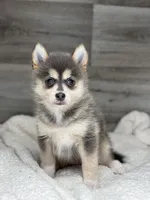 Pearl, a female Pomsky for sale in Shipshewana, IN – 3 of 3