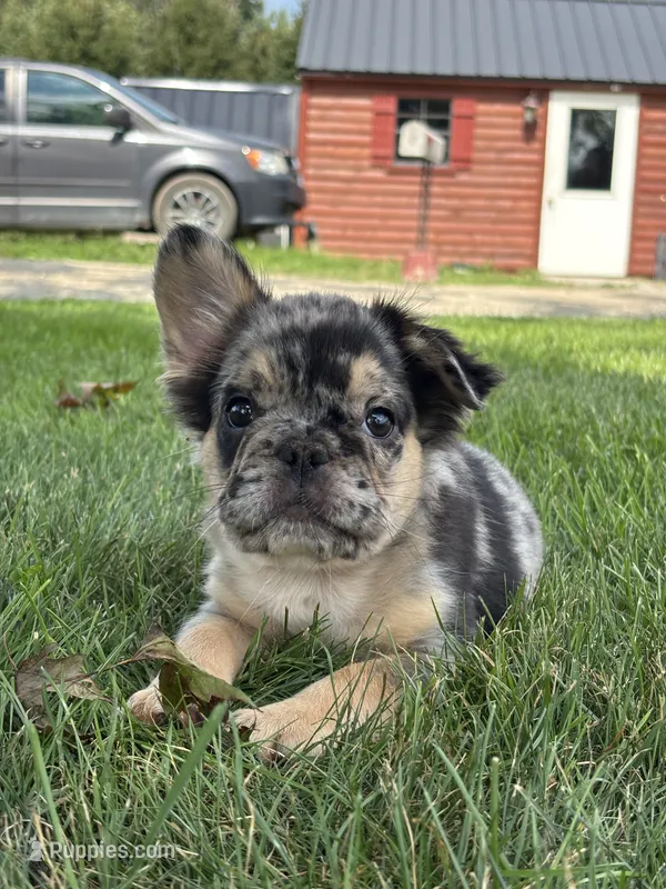 Bryson AKC Fluffy – French Bulldog puppy for sale in Shipshewana, IN