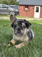 Bryson AKC Fluffy, a male French Bulldog for sale in Shipshewana, IN – 1 of 6