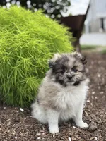 Oakley, a female Pomeranian for sale in Shipshewana, IN – 3 of 3