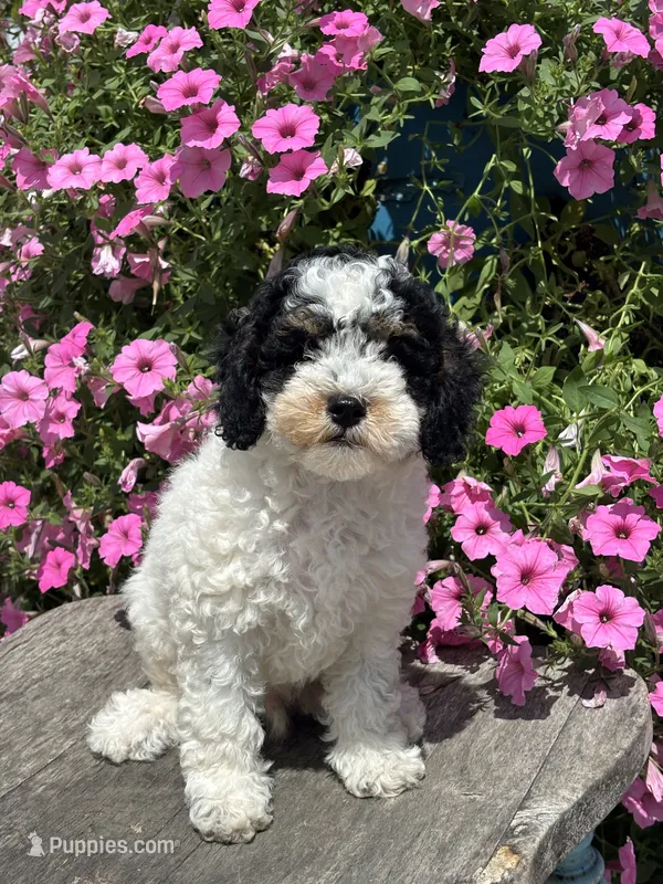Eric – Poodle - Miniature  puppy for sale in Shipshewana, IN