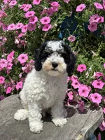 Eric, a male Poodle - Miniature  for sale in Shipshewana, IN – 1 of 3