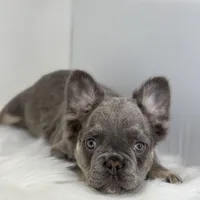 Peter, a male French Bulldog for sale in Shipshewana, IN – Photo 5 of 6