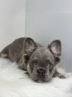 Peter, a male French Bulldog for sale in Shipshewana, IN – Photo 5 of 6