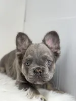 Peter, a male French Bulldog for sale in Shipshewana, IN – Photo 6 of 6