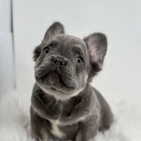 Peter, a male French Bulldog for sale in Shipshewana, IN – Photo 3 of 6