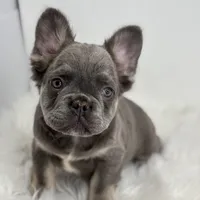 Peter, a male French Bulldog for sale in Shipshewana, IN – Photo 1 of 6