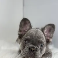 Peter, a male French Bulldog for sale in Shipshewana, IN – Photo 4 of 6