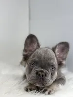 Peter, a male French Bulldog for sale in Shipshewana, IN – Photo 2 of 6