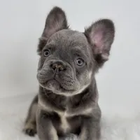 Peter, a male French Bulldog for sale in Shipshewana, IN – Photo 2 of 6