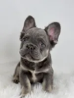 Peter, a male French Bulldog for sale in Shipshewana, IN – Photo 1 of 6