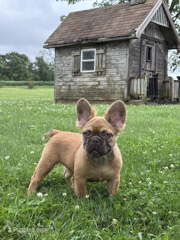 Happy Fluffy Health Clear delivery included  – French Bulldog puppy for sale in Shipshewana, IN