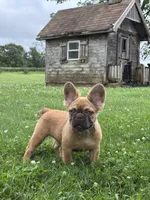 Happy Fluffy Health Clear Financing Available, a female French Bulldog for sale in Shipshewana, IN – 1 of 7