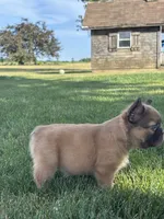 Happy Fluffy Health Clear, a female French Bulldog for sale in Shipshewana, IN – 2 of 3