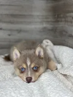 Pamela, a female Pomsky for sale in Shipshewana, IN – 2 of 3