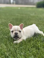Evan , a male French Bulldog for sale in Shipshewana, IN – 4 of 4