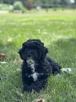 Ethan, a male Poodle - Miniature  for sale in Shipshewana, IN – 2 of 3