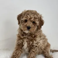 Madison, a female Poodle - Miniature  for sale in Shipshewana, IN – Photo 3 of 3