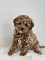 Madison, a female Poodle - Miniature  for sale in Shipshewana, IN – Photo 3 of 3