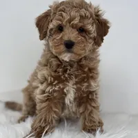 Madison, a female Poodle - Miniature  for sale in Shipshewana, IN – Photo 1 of 3