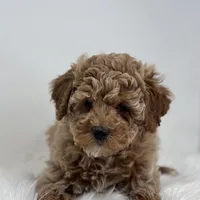 Madison, a female Poodle - Miniature  for sale in Shipshewana, IN – Photo 2 of 3