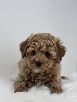 Madison, a female Poodle - Miniature  for sale in Shipshewana, IN – Photo 2 of 3