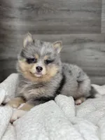 Patrick, a male Pomsky for sale in Shipshewana, IN – 2 of 3