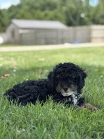 Etta, a female Poodle - Miniature  for sale in Shipshewana, IN – 2 of 3