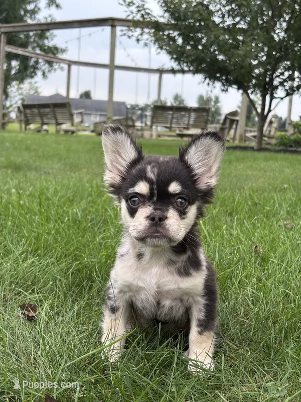 Bella AKC Fluffy  – French Bulldog puppy for sale in Shipshewana, IN