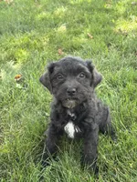 Ella, a female Poodle - Miniature  for sale in Shipshewana, IN – 2 of 3